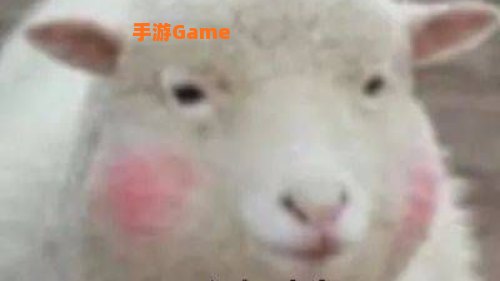 羊了个羊是啥