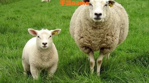 羊了个羊是啥